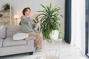 Senior woman sprays plants in flowerpots. Happy female caring for house plant. Mature Woman taking care of plants at her home, spraying a plant with pure water from a spray bottle - obrazy, fototapety, plakaty