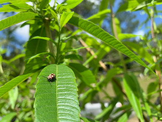 BEAUTIFUL BROWN LADYBIRD OR A LADYBUG ON GREEN LEAF, CITY OF GUARAMIRIM, SOUTHERN BRAZIL, JANUARY, 2022