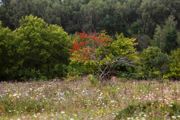 Dying tree in summer blooming forest