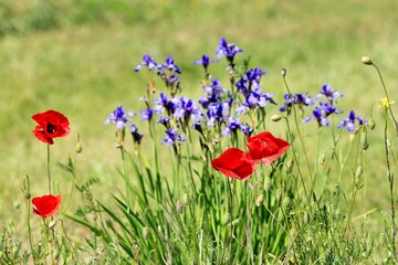 Blue irises and red poppies on a blurry background in the park