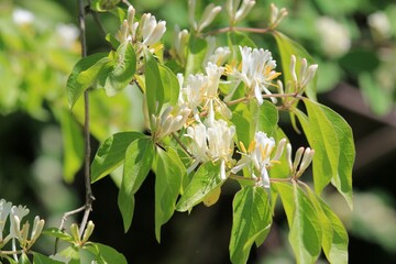 White flowers of Lonicera caprifolium on a blurry background