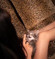 A Norwegian forest cat kitten plays with a young woman while laying in her lap. The camera looks over the model's shoulder towards the cat. They are sat on a sofa