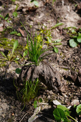 Goose Onion (Gagea minima) stalks pierced last year's fallen maple leaves and lifted them off the ground, growing through them. Rear view of the yellow flowers of a herbaceous plant in the lily family