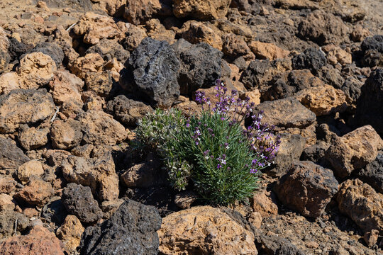 Erysimum scoparium, flowering plant on volcanic soil and ash in Tenerife, Canary Islands, Spain
