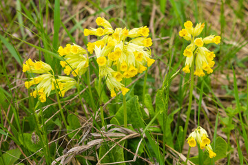 Primula veris (common primrose, common primrose; syn. Primula officinalis Hill) is a herbaceous...