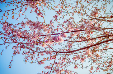 Cherry blossom in spring with blue skies at the background