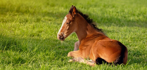 Naklejka na ściany i meble The foal is lying in the green grass. Pasture on a sunny summer day. Outdoor in summer. A thoroughbred sports horse