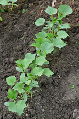 closeup the bunch ripe green cucumber plant growing with leaves and vine in the farm soft focus natural green brown background .