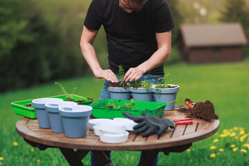 Young gardener at home planting seedlings in pots. Horticulturist at home growing parsley, rosemary...