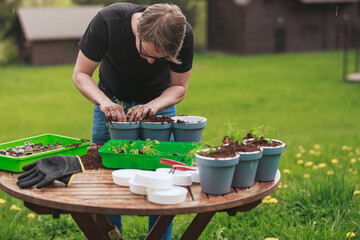 Young gardener at home planting seedlings in pots. Horticulturist at home growing parsley, rosemary or mint. Herbs like thyme, rosemary and oregano are pretty hardy and will keep all winter