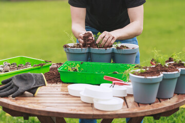 Young gardener prepares to put seedlings in soil, plant seeds in the garden. Plants herbs or flowers in pots, the beginning of a beautiful day