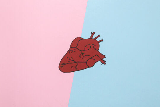 Anatomical paper-cut heart on a blue-pink background. Medicine concept. Healthy and strong heart. Top view