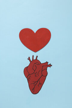 Love concept. Anatomical heart and love heart on a blue background. Valentine's Day. 14th February