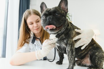 Portrait of a French Bulldog. Veterinary medicine concept. Pedigree dogs. Funny animals.