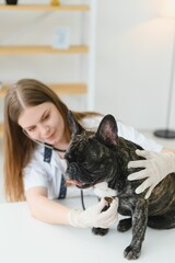 cheerful young veterinary taking care and examining a beautiful dog french bulldog