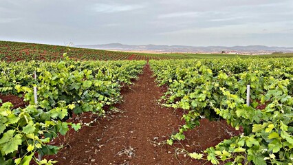 Fototapeta na wymiar Viña situada en la comunidad de Extremadura, España