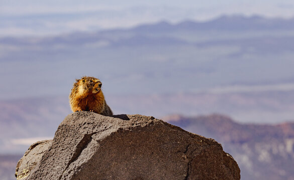 Brian Head Marmot