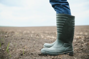 A farmer in boots works with his tablet in a field sown in spring. An agronomist walks the earth,...