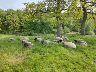 Schafe auf Bornholm