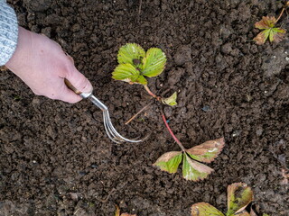 A female farmer is working in the garden, loosening the soil on a bed of strawberries in spring or autumn.