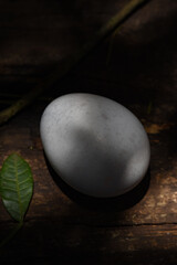 detalhe de ovo branco entre folhas em dia de sol