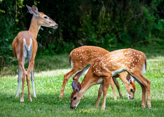Naklejka na ściany i meble A doe watches over her twin fawns while they graze on a suburban lawn.