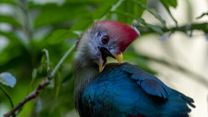 Red-crested turaco