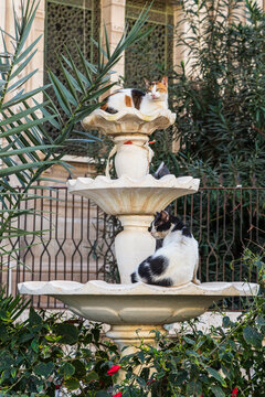 Cats lying in the fountain next to Imam Al Busiri Mosque. Alexandria, Egypt 