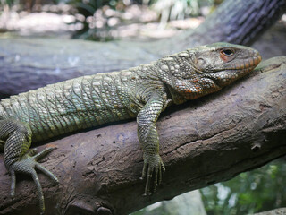 Bearded dragon Lizard also known as Pogona reptile
