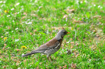  Fieldfare bird (Turdus pilaris) walking on the spring green grass. Wild birds outdoors photo. 