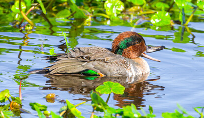 Male drake Green winged teal - Anas crecca - swimming in water with green head and wing colors