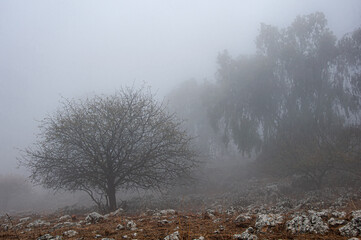Obraz na płótnie Canvas Fog and Mist in winter in Mitzpe Hayamim resort, near the town of Safed in upper Galilee, the northern district of Israel
