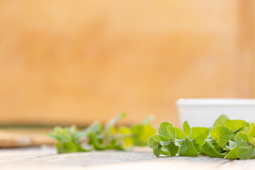 Spearmint in natural wooden area