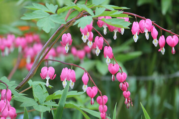 Pink flowers of bleeding heart (Lamprocapnos spectabilis, syn. Dicentra spectabilis) plant in garden - 505956167