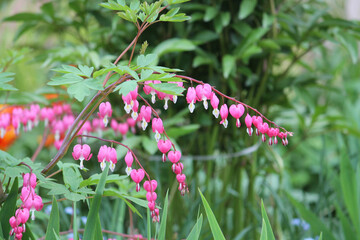 Flowering bleeding heart (Lamprocapnos spectabilis, syn. Dicentra spectabilis) plant with pink flowers in garden - 505956170