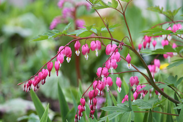 Flowering bleeding heart (Lamprocapnos spectabilis, syn. Dicentra spectabilis) plant with pink...
