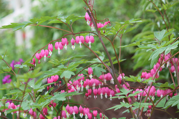 Pink flowers of bleeding heart (Lamprocapnos spectabilis, syn. Dicentra spectabilis) plant in garden - obrazy, fototapety, plakaty