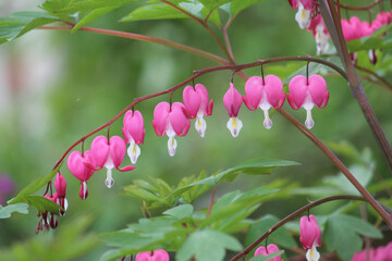 Pink flowers of bleeding heart (Lamprocapnos spectabilis, syn. Dicentra spectabilis) plant in garden
