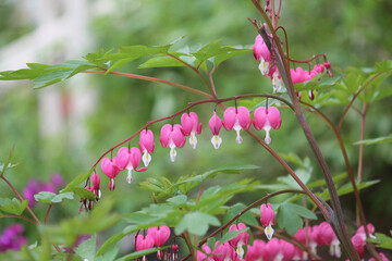Obraz premium Pink flowers of bleeding heart (Lamprocapnos spectabilis, syn. Dicentra spectabilis) plant in garden