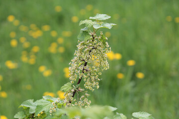 Branch of redcurrant (Ribes rubrum) with flowers and green foliage in garden - 505956184