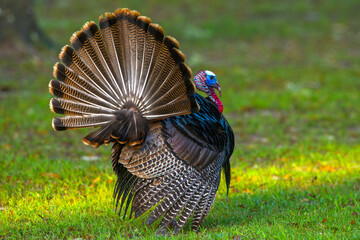 wild male Tom Turkey struts with tail feathers spread, view from behind, mating season display...