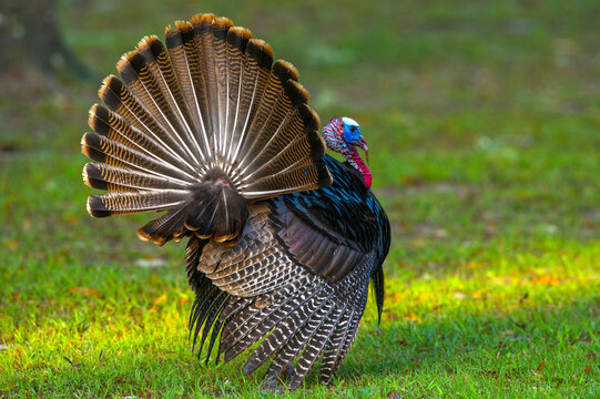 wild male Tom Turkey struts with tail feathers spread, view from behind, mating season display ritual.  Florida Osceola turkey - Meleagris gallopavo osceola