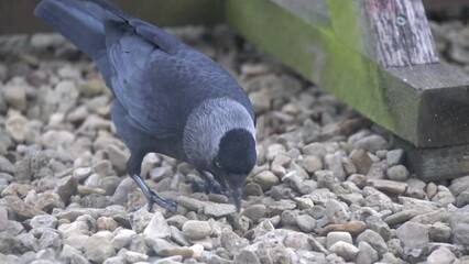 close up slow motion of a Jackdaw (Corvus monedula) picking out food from amongst light coloured stones - Powered by Adobe