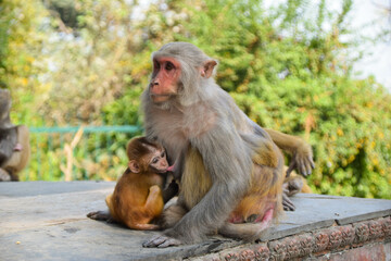 Monkey mother with her baby in Kathmandu, Nepal