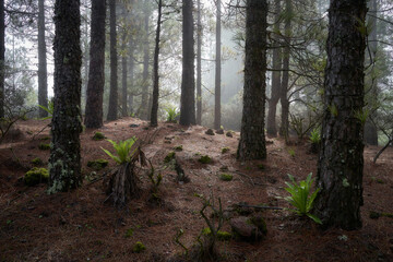 Forest with fog and plants in Gran Canaria, Canary Islands