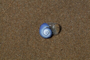 Common violet sea snail, Janthina janthina