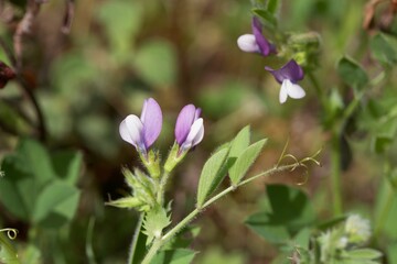 Flower of a Bithynian vetch, Vicia bithynica