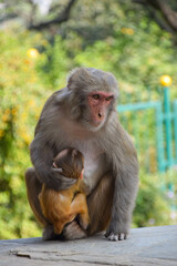 Monkey mother with her baby in Kathmandu, Nepal