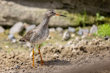 Close up of a Redshank on the shore line - side view