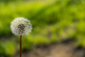 Closed bud of a dandelion on green background. Dandelion white flowers in green grass. Place to copy-space